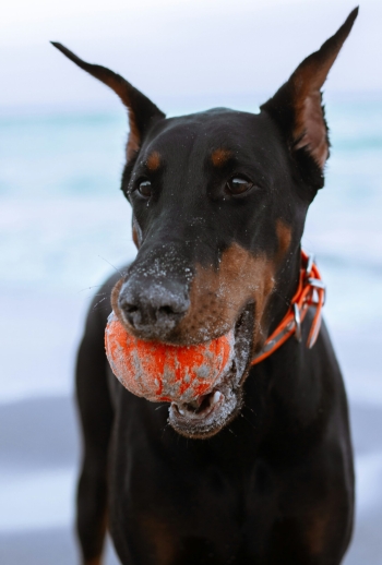 anna-kozakova-lbvib2d4bEA-unsplash